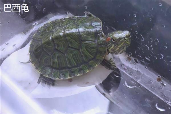 乌龟有什么习性,水陆两栖且食性杂