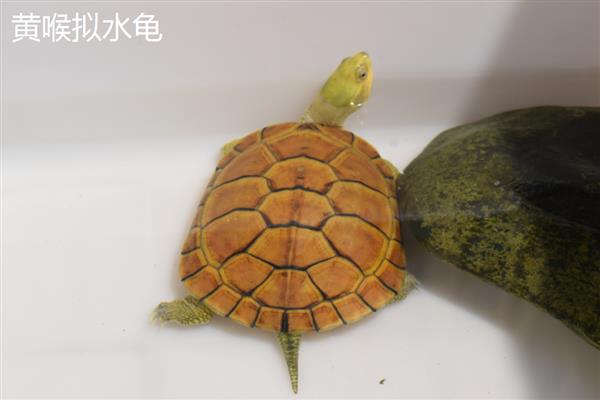 乌龟有什么习性,水陆两栖且食性杂