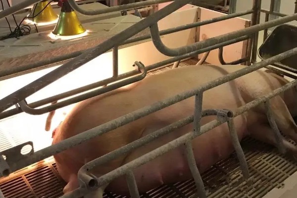 母猪的正常体温,一般是38-38.5℃