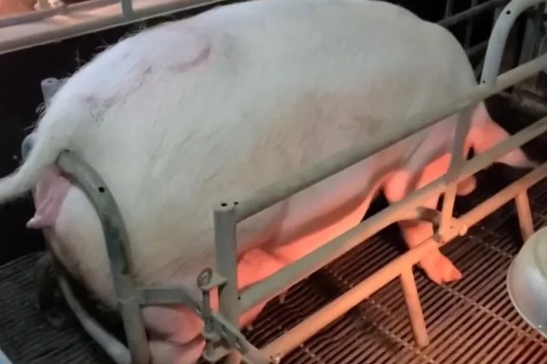 母猪的正常体温,一般是38-38.5℃