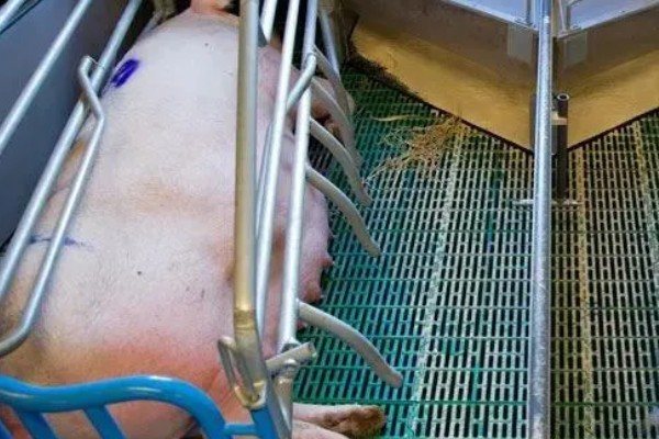 母猪的正常体温,一般是38-38.5℃