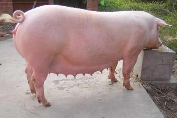 母猪的正常体温,一般是38-38.5℃