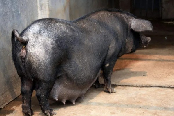 母猪的正常体温,一般是38-38.5℃