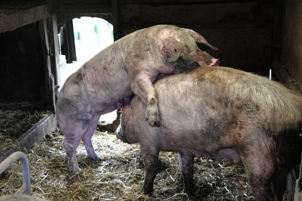 母猪的正常体温,一般是38-38.5℃