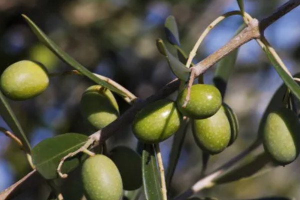 橄榄的成熟时间,一般在10月份左右