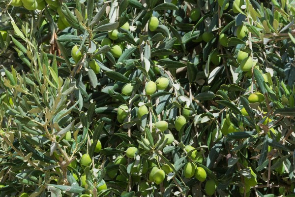 橄榄的成熟时间,一般在10月份左右