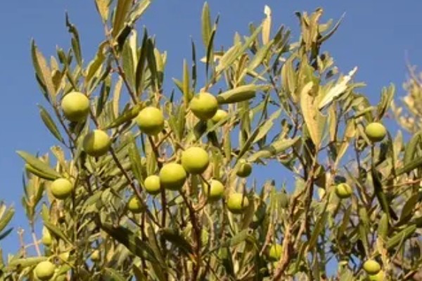 橄榄的成熟时间,一般在10月份左右