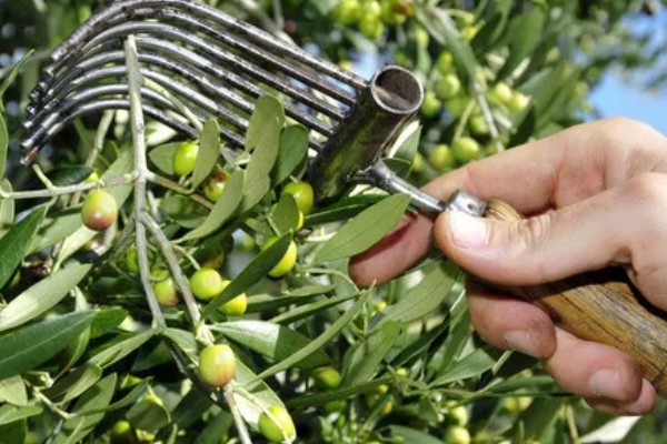 橄榄的成熟时间,一般在10月份左右