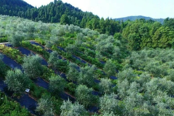 橄榄的成熟时间,一般在10月份左右