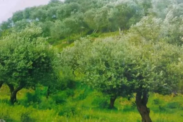 橄榄的成熟时间,一般在10月份左右