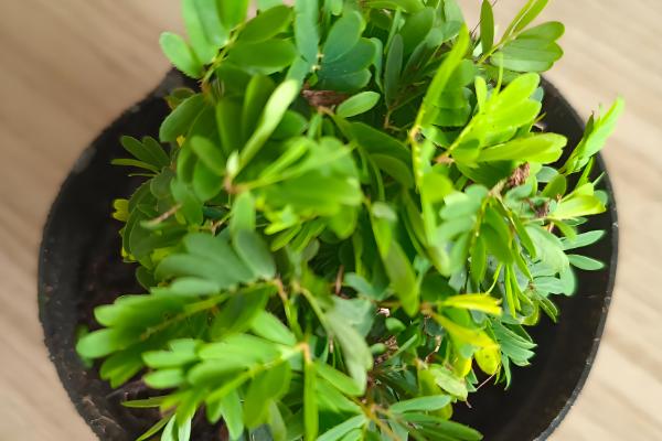 含羞草变化的原因，因为它的叶枕是最敏感的部位