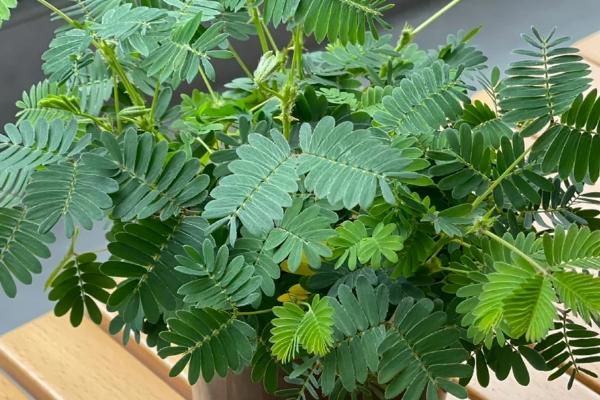 含羞草变化的原因，因为它的叶枕是最敏感的部位