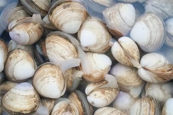 西施舌是什么，学名尖紫蛤