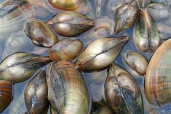 西施舌是什么，学名尖紫蛤