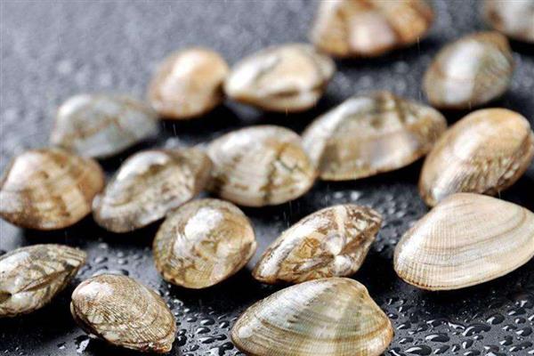 西施舌是什么，学名尖紫蛤