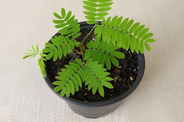 含羞草变化的原因，因为它的叶枕是最敏感的部位