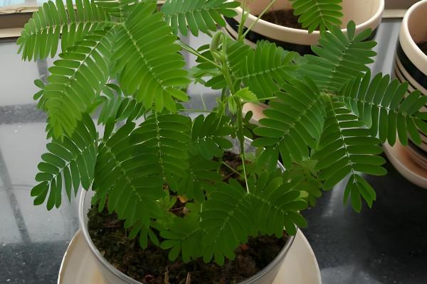 含羞草变化的原因，因为它的叶枕是最敏感的部位