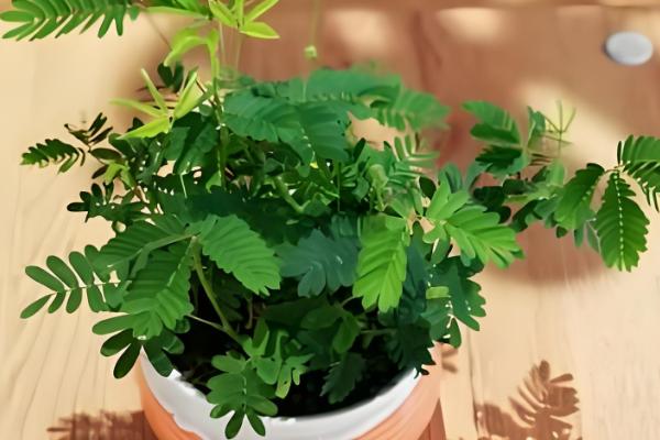 含羞草变化的原因，因为它的叶枕是最敏感的部位