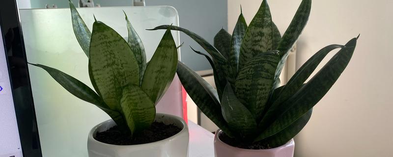 虎皮兰为何叶子发软，一般是浇水过多、强光照射等因素引起