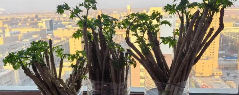 刺老芽怎么进行无土栽培，天气暖和时每隔10天换一次水