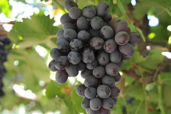 家里种葡萄是否不吉利,家里种葡萄不吉利是迷信的说法