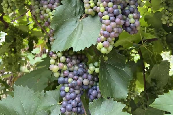 家里种葡萄是否不吉利,家里种葡萄不吉利是迷信的说法