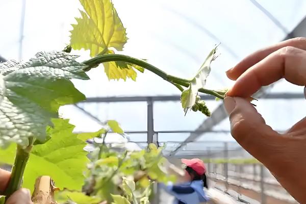 家里种葡萄是否不吉利,家里种葡萄不吉利是迷信的说法