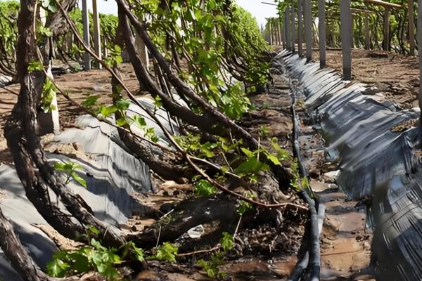 家里种葡萄是否不吉利,家里种葡萄不吉利是迷信的说法