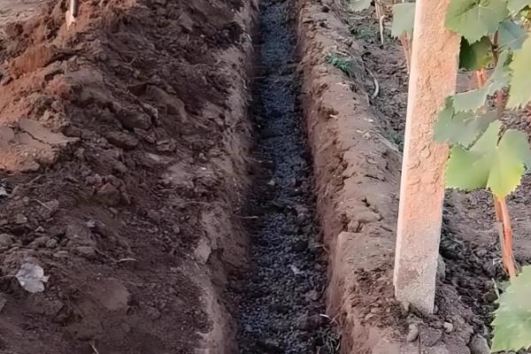 家里种葡萄是否不吉利,家里种葡萄不吉利是迷信的说法