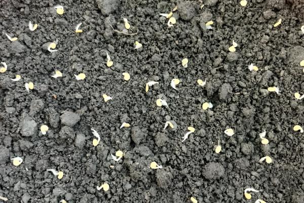 怎么种辣椒，生长期间每隔1-2天浇水一次