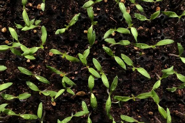 怎么种辣椒，生长期间每隔1-2天浇水一次