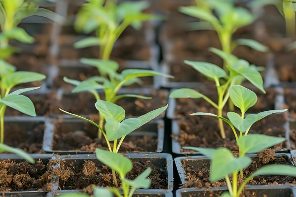 怎么种辣椒，生长期间每隔1-2天浇水一次