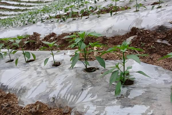 怎么种辣椒，生长期间每隔1-2天浇水一次
