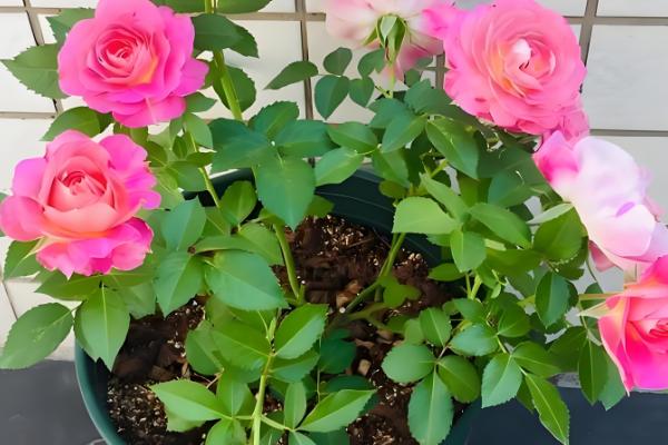 月季花的家庭养法，适宜的生长的温度为15-26℃