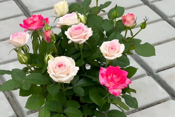 月季花的家庭养法，适宜的生长的温度为15-26℃