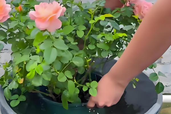 月季花的家庭养法，适宜的生长的温度为15-26℃