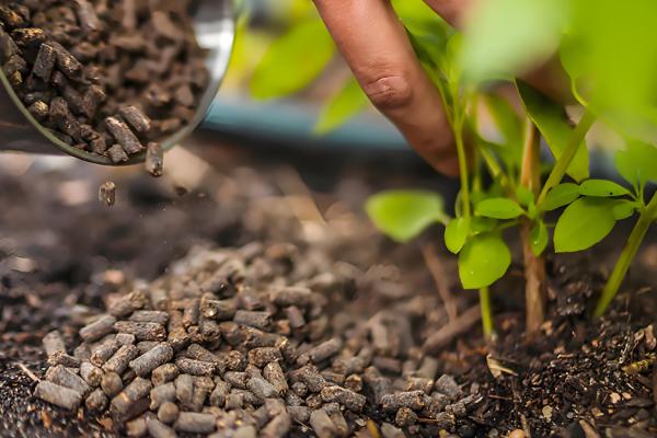 月季花的家庭养法，适宜的生长的温度为15-26℃