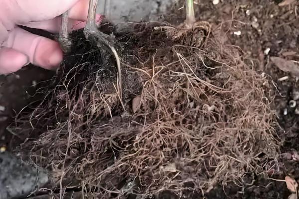 月季花的家庭养法，适宜的生长的温度为15-26℃