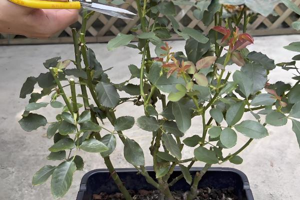 月季花的家庭养法，适宜的生长的温度为15-26℃