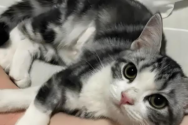 猫为什么食欲不振,可能是口腔疾病