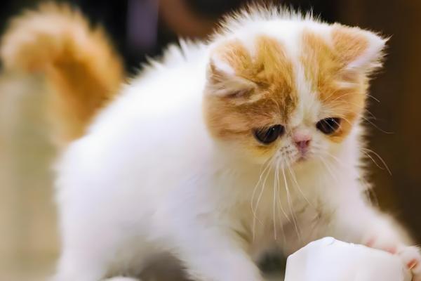 猫为什么食欲不振,可能是口腔疾病