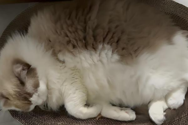 猫为什么食欲不振,可能是口腔疾病