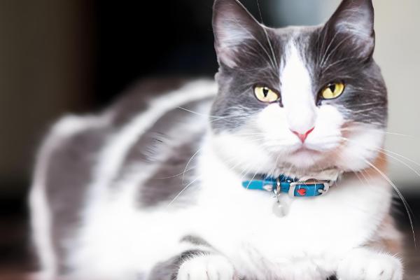 猫为什么食欲不振,可能是口腔疾病