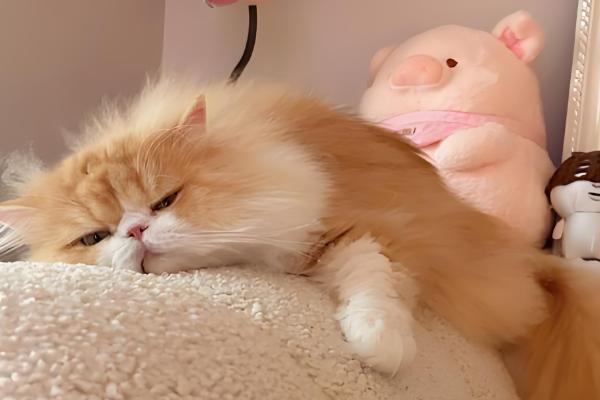 猫为什么食欲不振,可能是口腔疾病