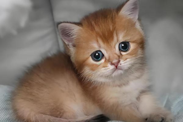 猫为什么食欲不振,可能是口腔疾病