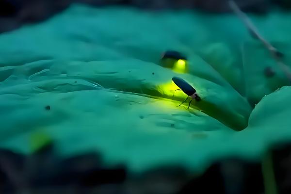 萤火虫为害黄瓜哪个部位，主要为害瓜叶和花瓣