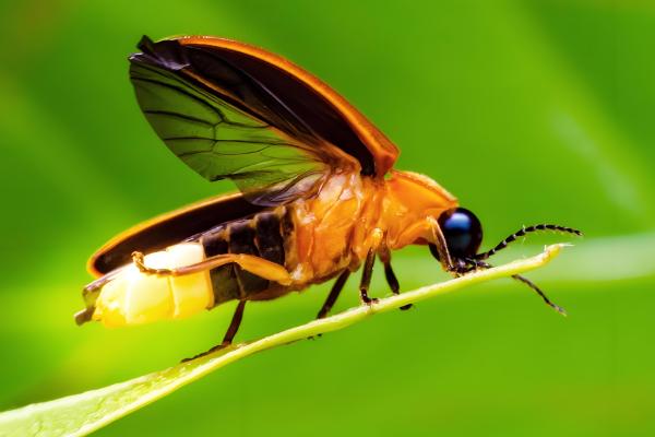 萤火虫为害黄瓜哪个部位，主要为害瓜叶和花瓣