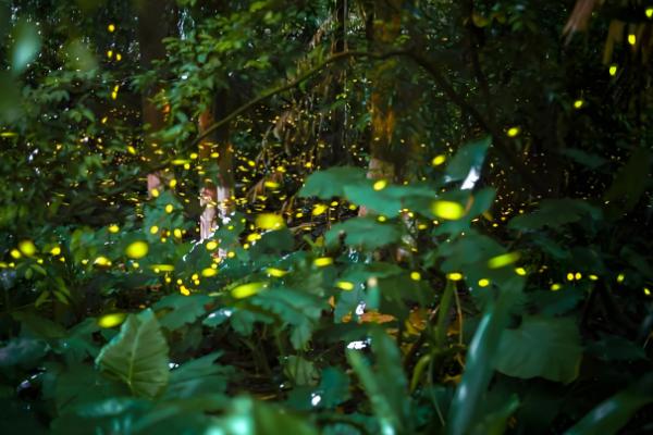 萤火虫为害黄瓜哪个部位，主要为害瓜叶和花瓣