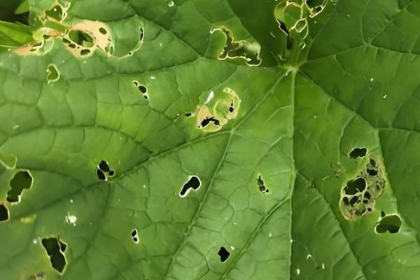 萤火虫为害黄瓜哪个部位，主要为害瓜叶和花瓣