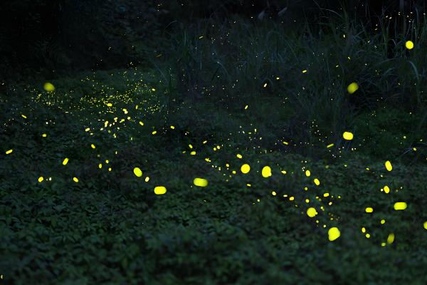 萤火虫为害黄瓜哪个部位，主要为害瓜叶和花瓣
